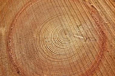 干貨 | 實木窗為什么會有色差