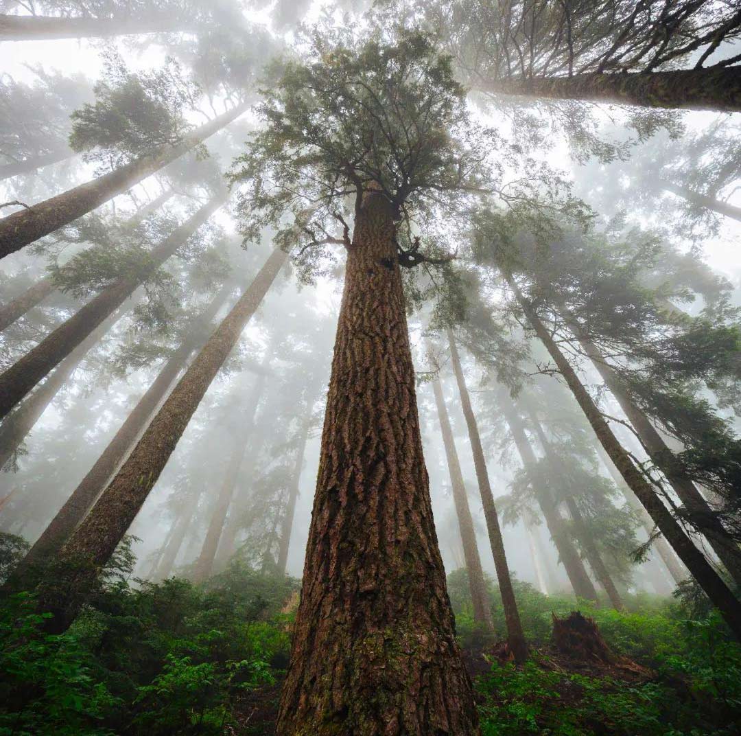 柚木篇 | 柚木與家居結合